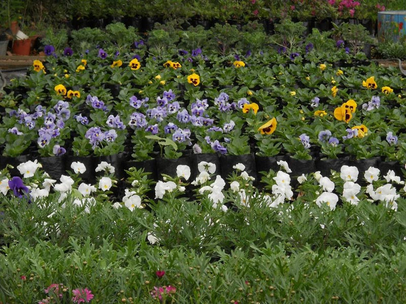 ronnoco-nursery